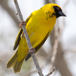 Yellow masked weaverbird on plant stick