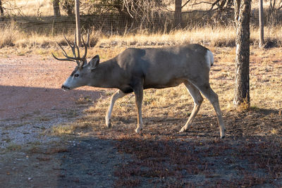 Horse standing in a field