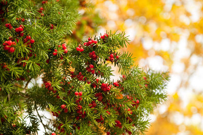 Close-up of fresh red tree