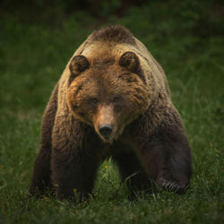 European brown bears in the wild forest.