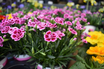 Close-up of pink flowering plants