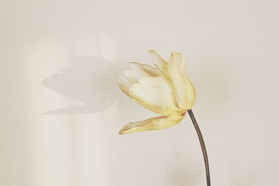 Close-up of flowers over white background