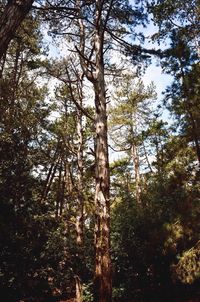 Low angle view of trees