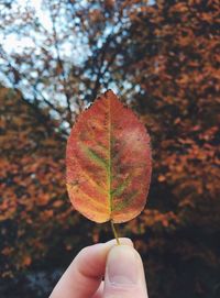 Close-up of hand holding maple leaf during autumn