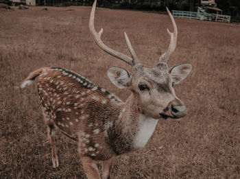 Deer standing in a field