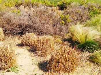 Plants growing on field