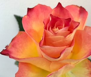 Close-up of pink rose