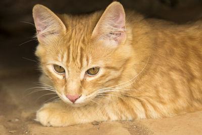 Portrait of ginger cat