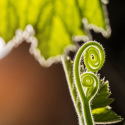 Close-up of green plant