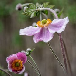 Close-up of pink flower