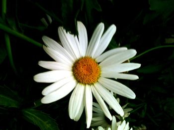 Close-up of daisy blooming outdoors
