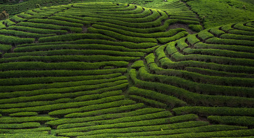 Full frame shot of agricultural field