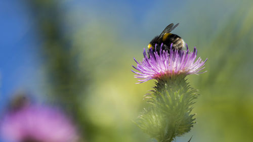 Close-up of insect on purple flower