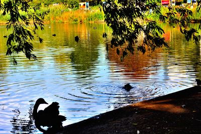 Ducks on lake