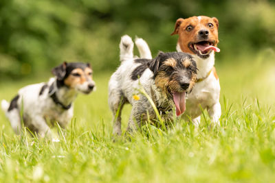 Dogs running on grassy field