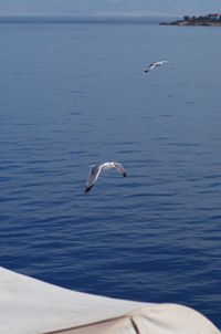 Swan flying over sea