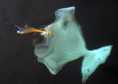 Close-up of fish swimming in sea