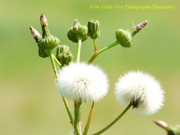 Close-up of white flowering plant