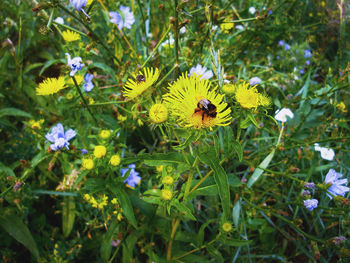 Bee on yellow flowers