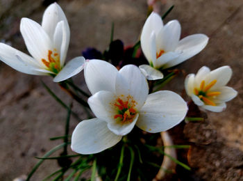 Close-up of white crocus flowers