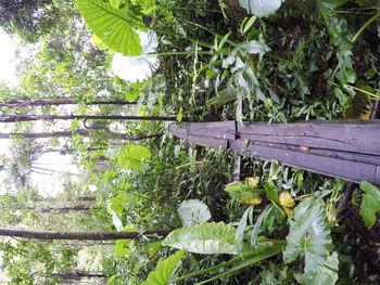 Plant growing on wooden tree