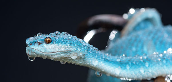 Close-up of an insect over black background