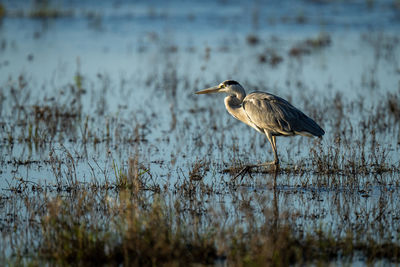 Grey heron wades through shallows in profile