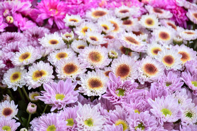 Flowers background.