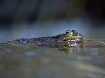 Close-up of turtle in water