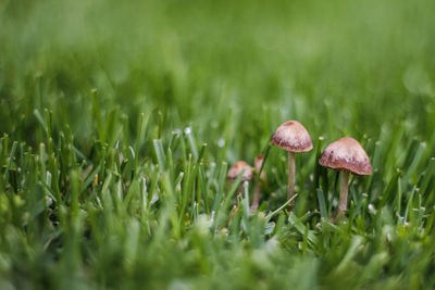 Close-up of mushroom growing on field