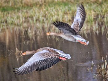 View of birds in flight