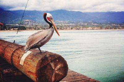 Close-up of bird perching on sea against sky