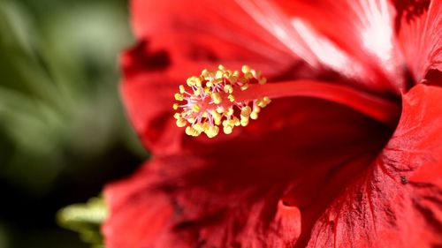 Close-up of red flowers