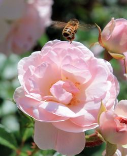 Close-up of pink roses blooming outdoors