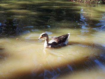 Duck swimming in lake