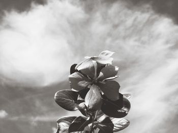 Close-up of flowering plant against cloudy sky