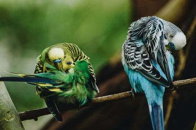 Close-up of birds perching