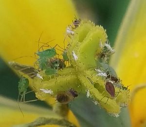 Close-up of honey bee on flower