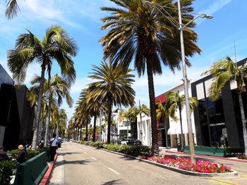 Palm trees by road in city against sky