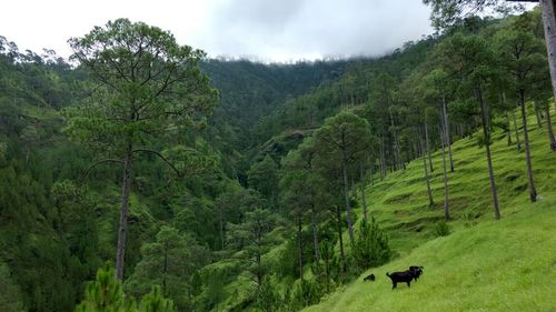 Panoramic view of green landscape against sky