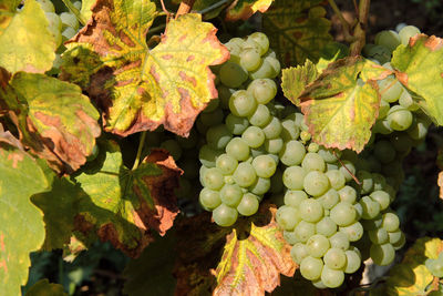 Close-up of grapes growing in vineyard