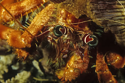 A closeup of a hermitcrab face, madagascar.