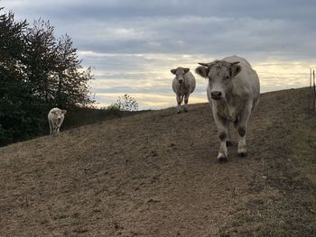 Sheep standing in a field