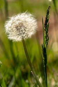 Close-up of dandelion on plant