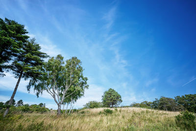 Trees on field against sky