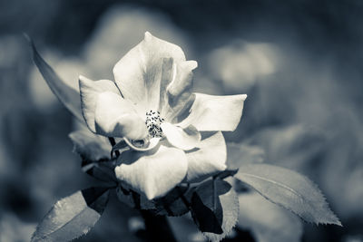 Close-up of flowering plant