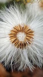 Close-up of dandelion