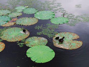 High angle view of leaves floating on water