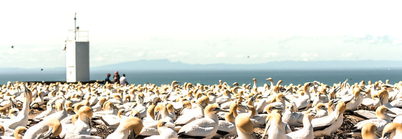 Gannets perching on shore at beach against sky