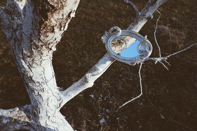 High angle view of icicles on tree trunk during winter